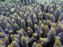 A genomic view of a coral holobiont