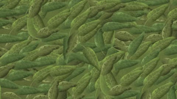 How to plan tomorrow's forest