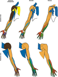 Networks, limbs, bonobos, chimps & human evolution
