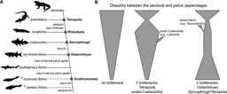First use of anatomical networks to study fin-limb transition 