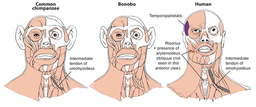 Bonobos - revealing just-so stories on human evolution