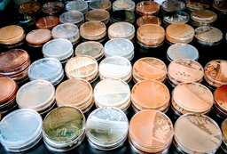 Widespread bacterial gene clusters produce ClpP inhibitors 