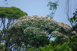 Pollination and dispersal networks in the Amazonian tree flora