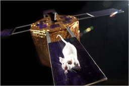 Why Do We Send Animals to Space?