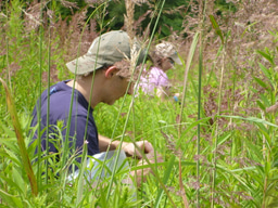 Microbes explain the messiness in decomposition data