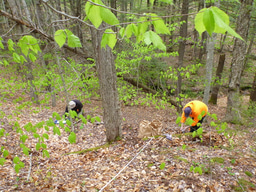 Soil microbes follow evolutionary rules: even when it comes to carbon cycling