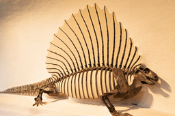 Mammal backbones shine a light on the evolution of complexity