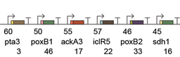 Simultaneous Repression of Multiple Bacterial Genes using Nonrepetitive Extra-Long sgRNA Arrays (ELSAs)