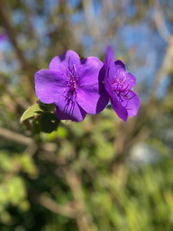 The air we breathe: health inequity and environmental racism in the time of COVID19
