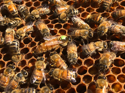 What's all the Buzz about?