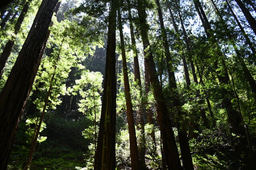 In search of new medicines from plants