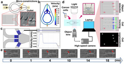 Powerful Biochip Combines Deformability Cytometry with Deep Learning Tracking for Cancer Cell Classification