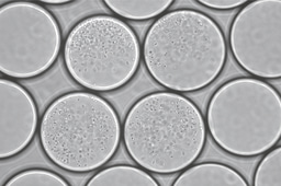 Breaking genes, one droplet-encapsulated-bacterial-cell at the time.