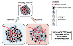 Hypoxia, Evolution and Pan-Cancer Studies
