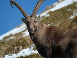 Of kings and Alpine ibex: the amazing resurrection of a species from near-extinction