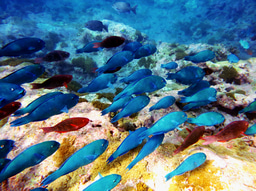 Journal Club | Benefits from biodiversity