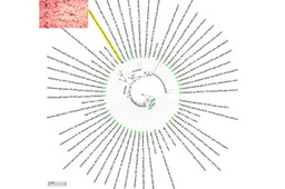 Arthrobacter corchori, a new species of bacteria capable of degrading high concentrations of herbicides