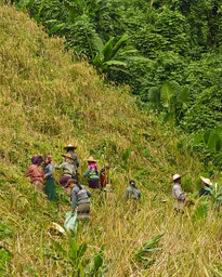 How rice spread across Asia