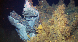 Two sides of the ‘Aegis shield’: Dual symbiosis in the hot vent snail Gigantopelta aegis