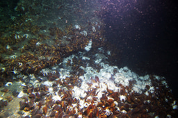 A Tale of Two Mussel Genomes 