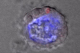 How truly old are B cells (insights from a virus perspective)?