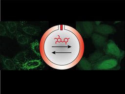 LAMAs: controlling proteins with small molecules