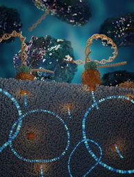 Long-read sequencing of the human gut microbiome