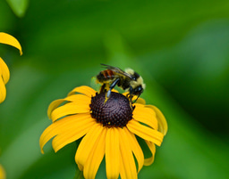 Flatten the curve: climate chaos and extinction rates