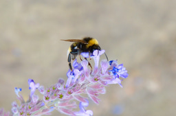 How climate change contributes to extinction risk in bumblebees