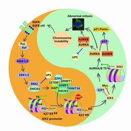 SIX3, an example of crosstalk between chromatin instability and epigenetic abnormality in human glioblastoma