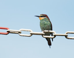 How well does climate change explain species' range shifts?