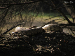 Living with snakes: strengthening co-existence amid life and death