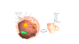 Hexokinase II-derived cancer targeting peptide: a potential novel strategy to combat cancer