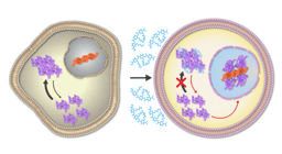 A functional bridge: amyloid inhibitors and cancer