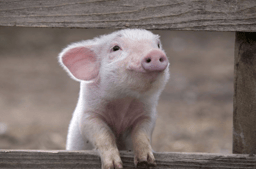 Leadership In Action Project - Why I'm Working with Open Cages