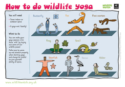 Event: Wildlife yoga
