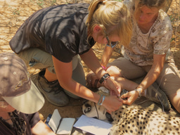 Creating a world where humans and wildlife can coexist; a technology perspective