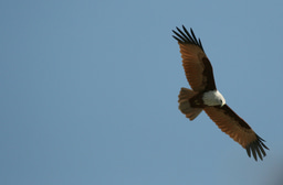 Bursaries for WildTeam training courses