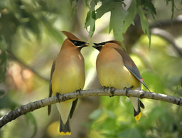 Mini knowledge exchange