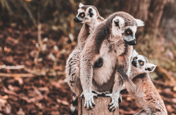 Event: Capacity building - challenges & solutions during Covid-19