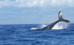Discount: WCA's Responsible Whale Watching Guides online course