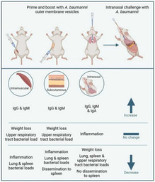 Bacterial Bubbles blow away the bugs