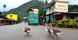 Hello, Rachael here. 