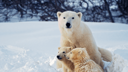 Craft Your Leadership Story: Workshop on Polar Bear Day (Feb 27)