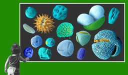 Pollen: An Immediate Solution from Nature