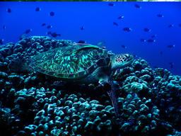 Happy World Oceans Day from FFI