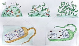 Controlled prophage induction for the benefit of the host