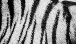 WildHub Festival 1/11: What role does disease play in the conservation of threatened wildlife? 