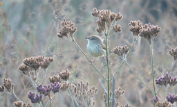 Accounting for random population fluctuations in the Living Planet Index