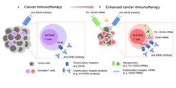 T cell modulation in tumor microenvironment for cancer immunotherapy 